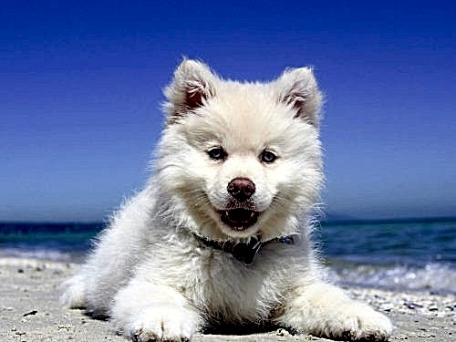 We love water and dogs!